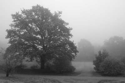 Un matin d'automne_5146682649_l.jpg